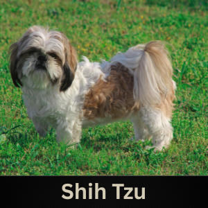 Shih Tzu