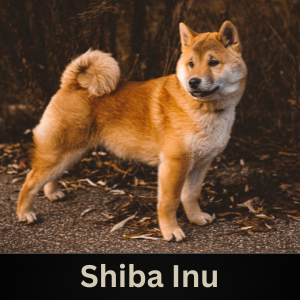 Shiba Inu