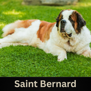 Saint Bernard