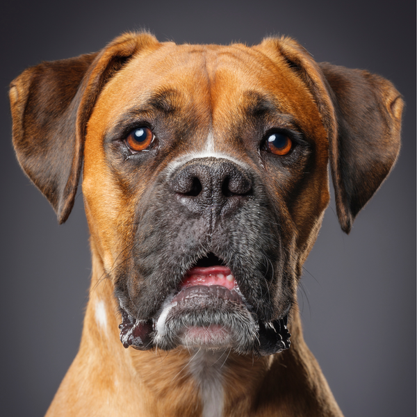 Boxer