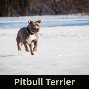 Pitbull Terrier