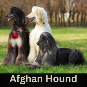 Afghan Hound