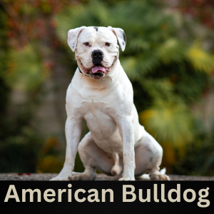 American Bulldog