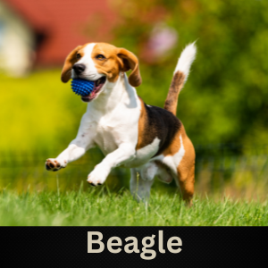 Beagle