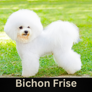 Bichon Frise