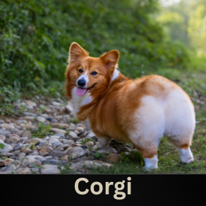 Corgi