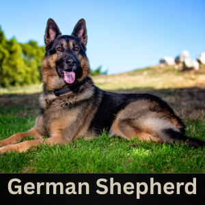 German Shepherd