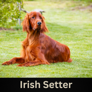 Irish Setter