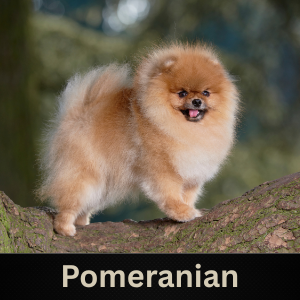 Pomeranian