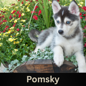 Pomsky