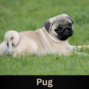 Pug