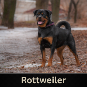 Rottweiler