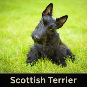 Scottish Terrier