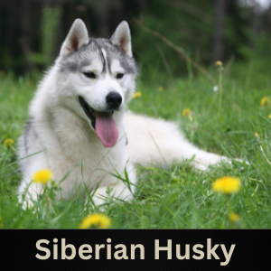 Siberian Husky