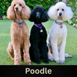 Poodle