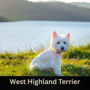 West Highland Terrier