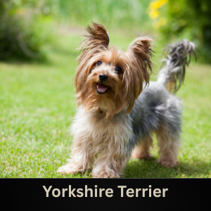 Yorkshire Terrier