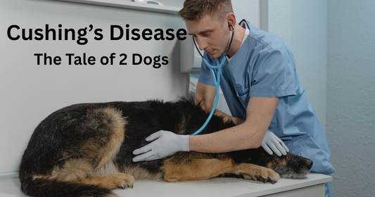 Cushing's Disease : A Tale of 2 Dogs
