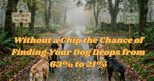National Microchipping Month