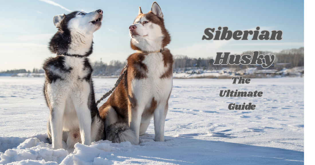 Siberian Husky: The Ultimate Guide