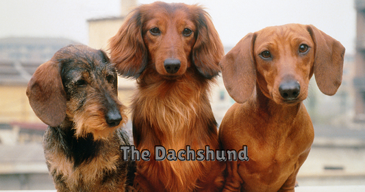 The Dachshund: Big Personality in a Sausage-Shaped Package
