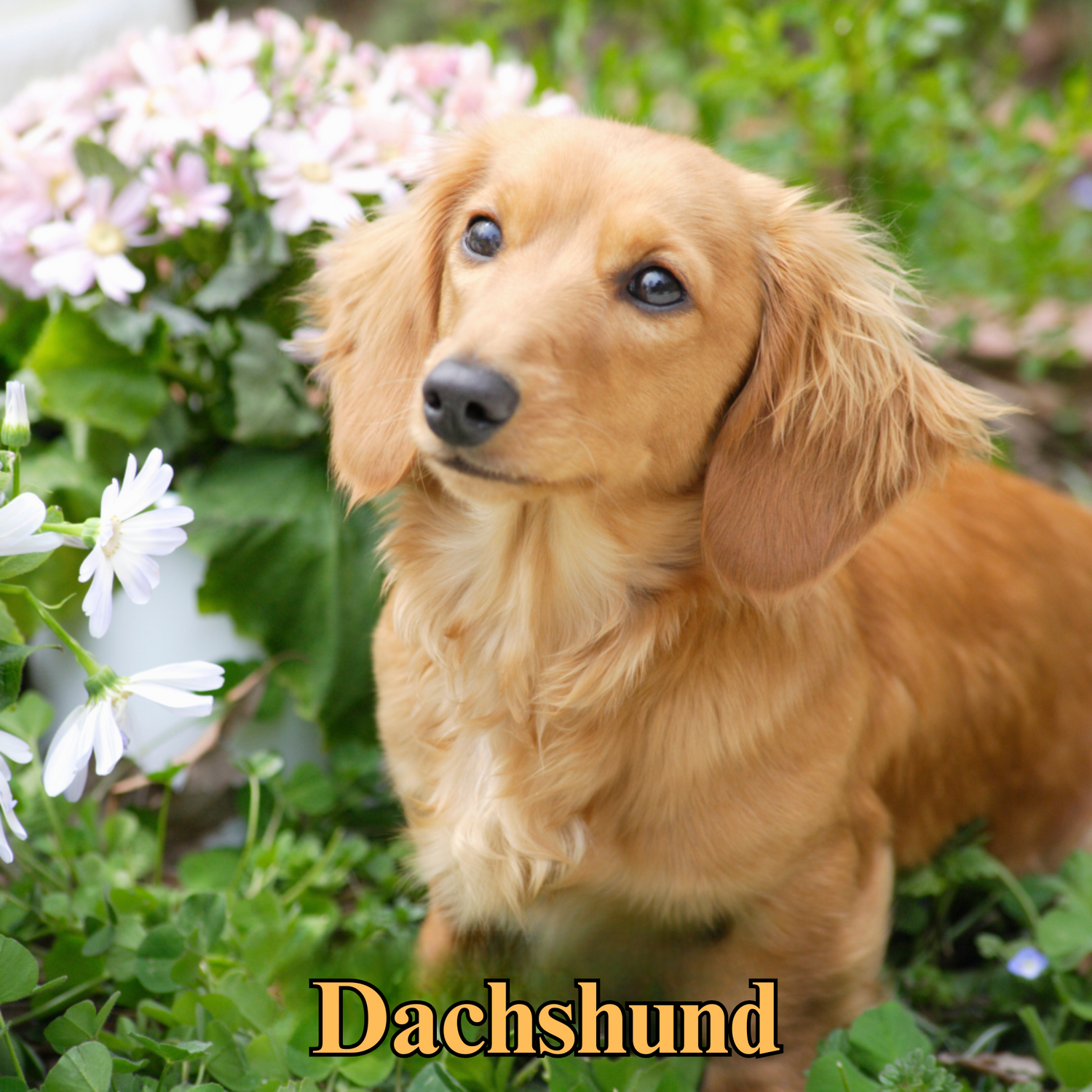 Dachshund