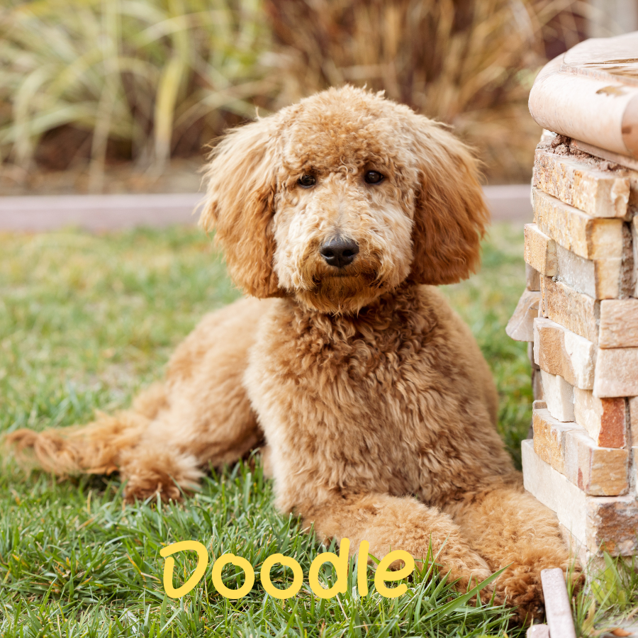 Doodle