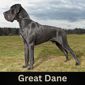 Great Dane