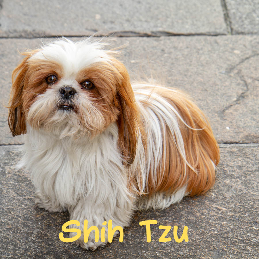 Shih Tzu