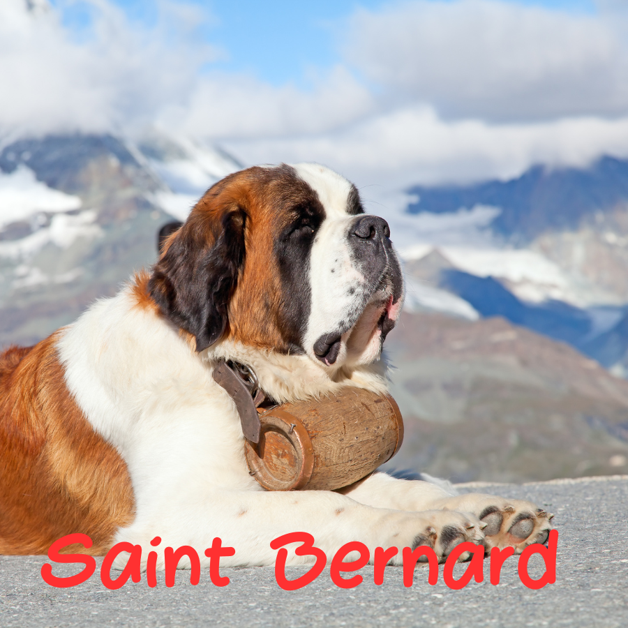 Saint Bernard