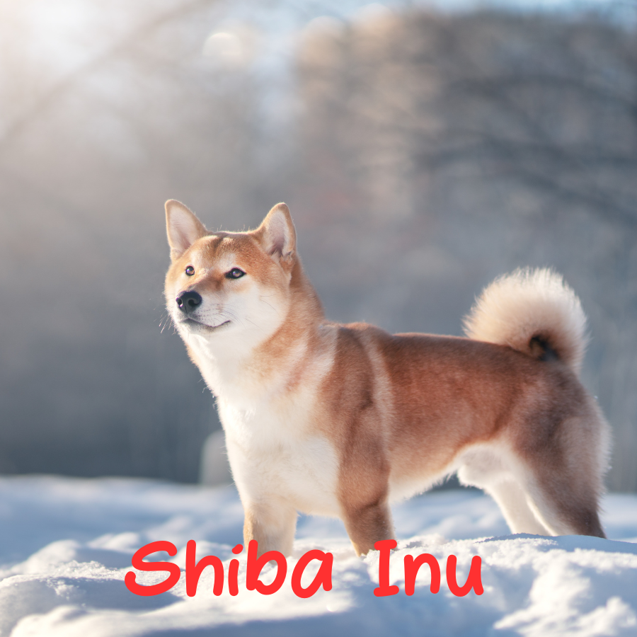 Shiba Inu
