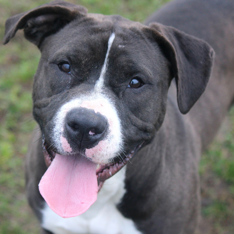 Pitbull Terrier