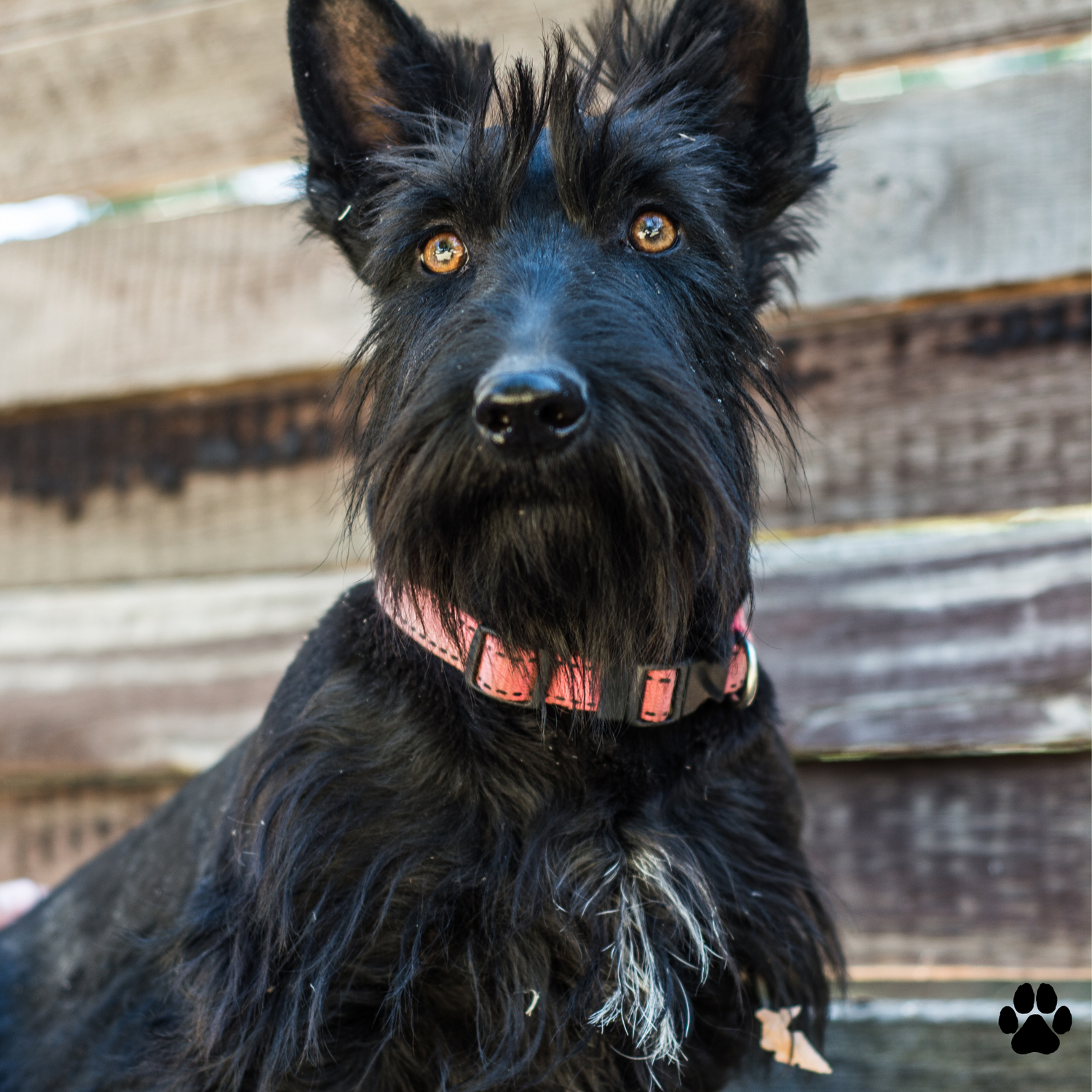 Scottish Terrier