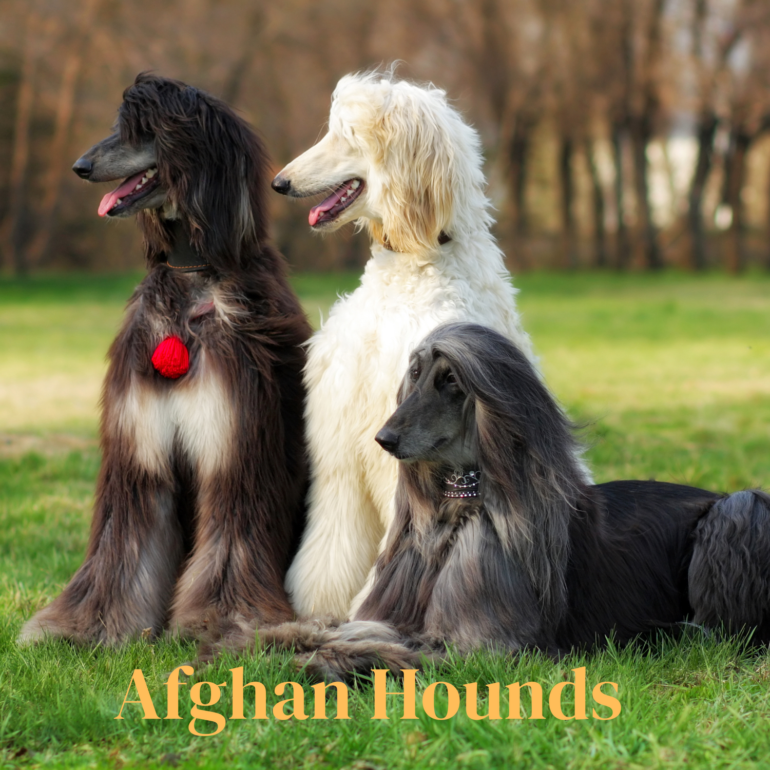 Afghan Hound