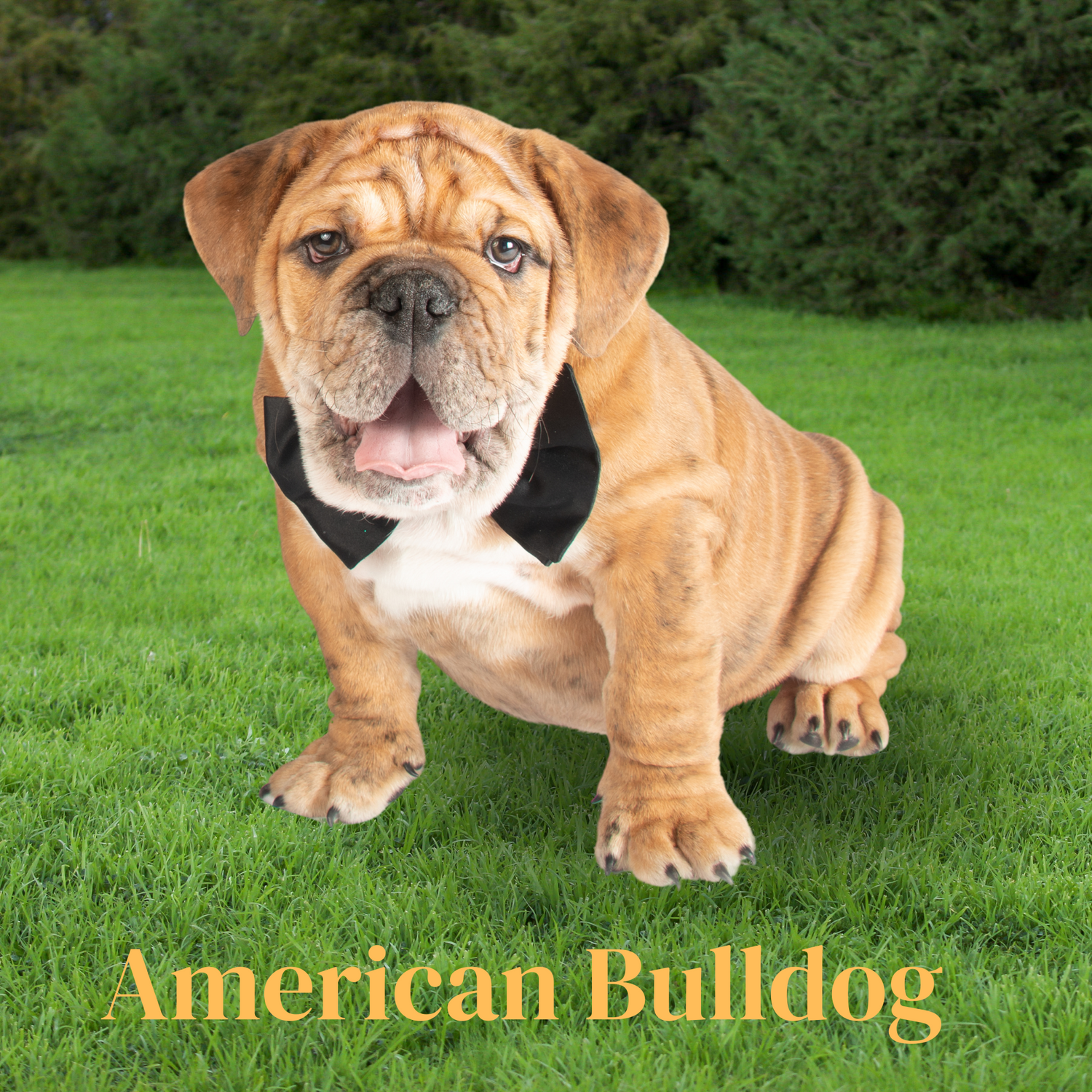 American Bulldog