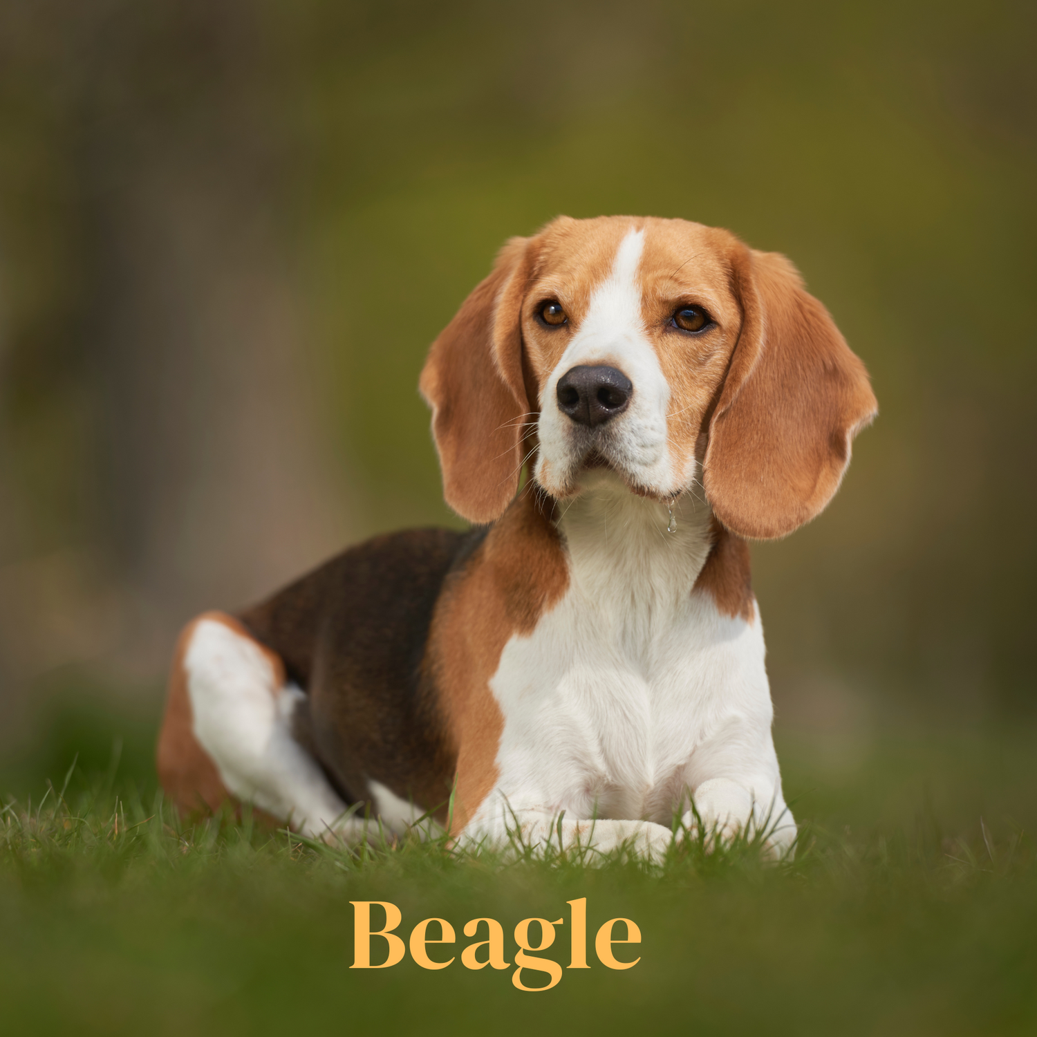 Beagle
