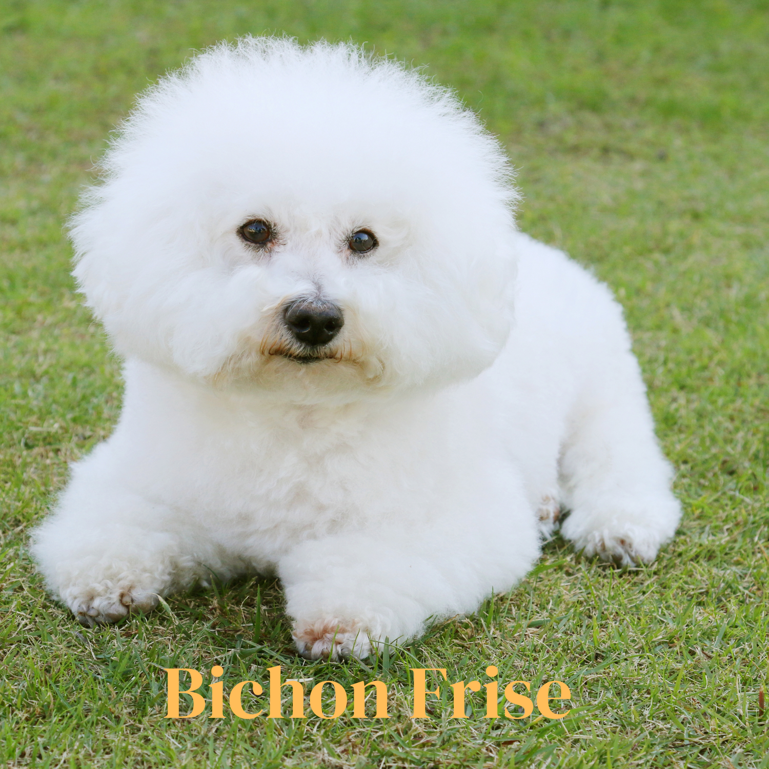 Bichon Frise