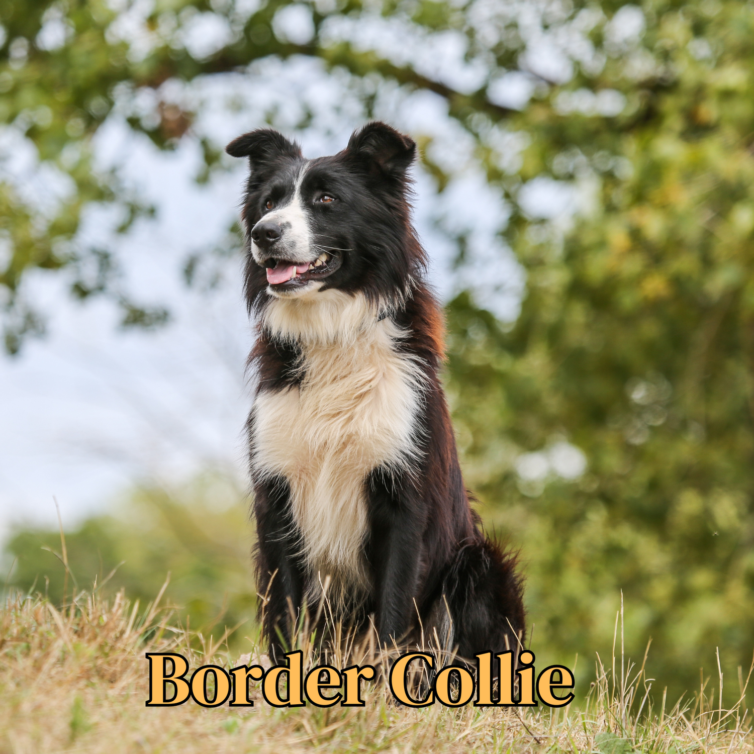 Border Collie