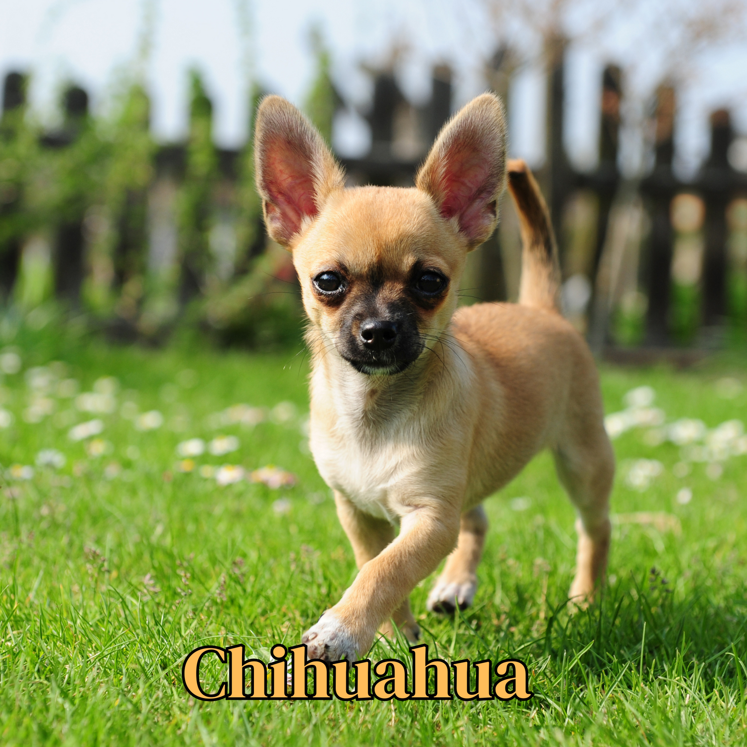 Chihuahua