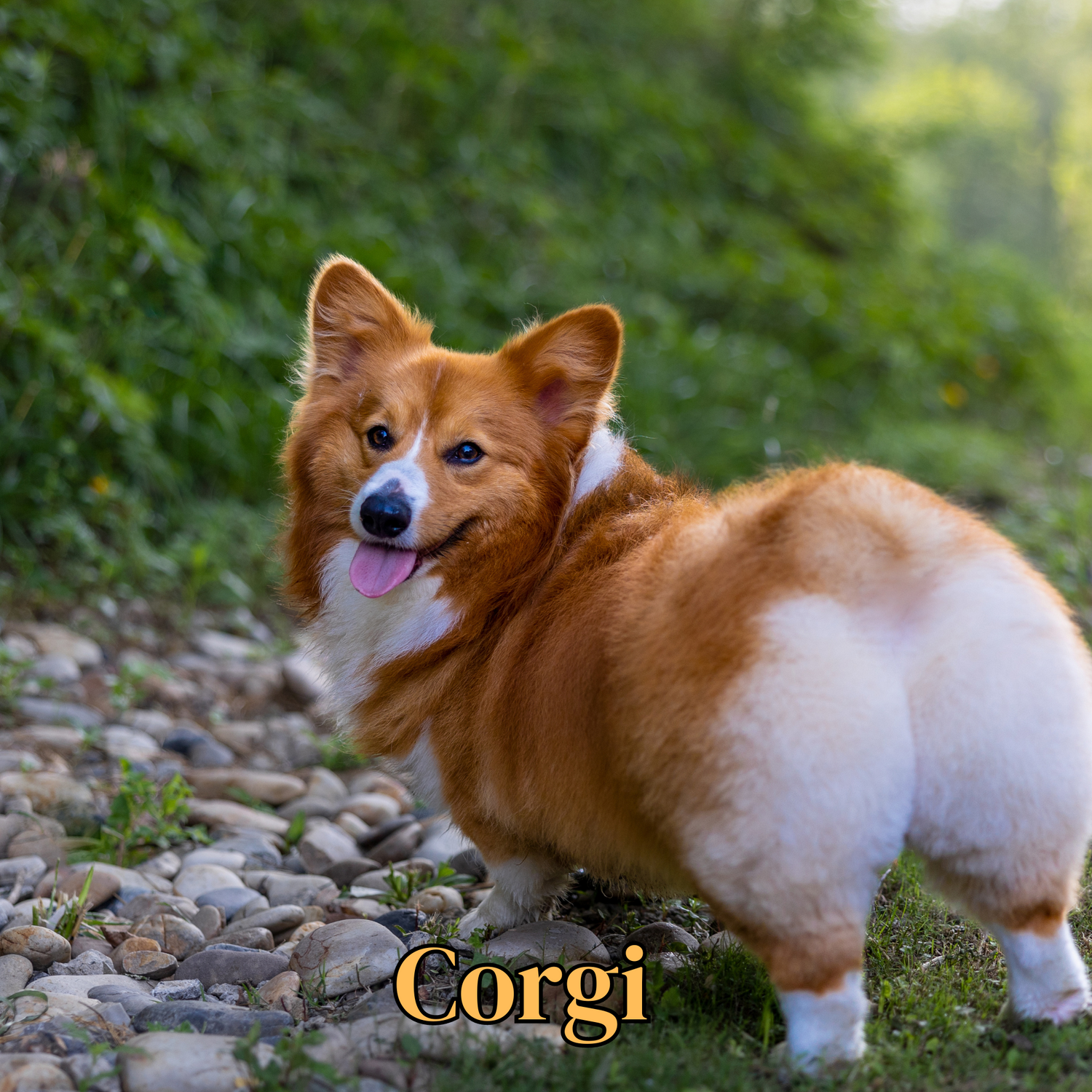 Corgi