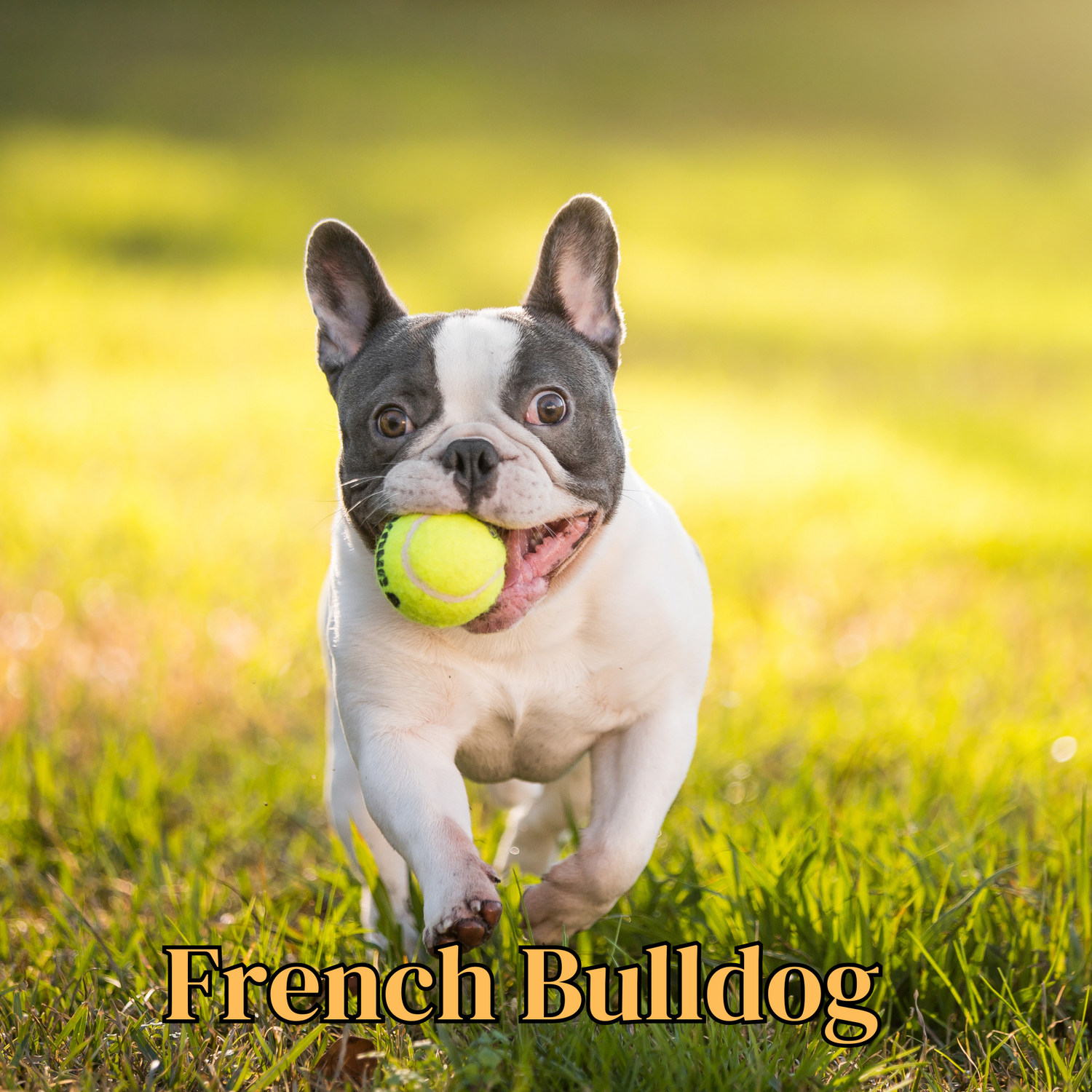French Bulldog