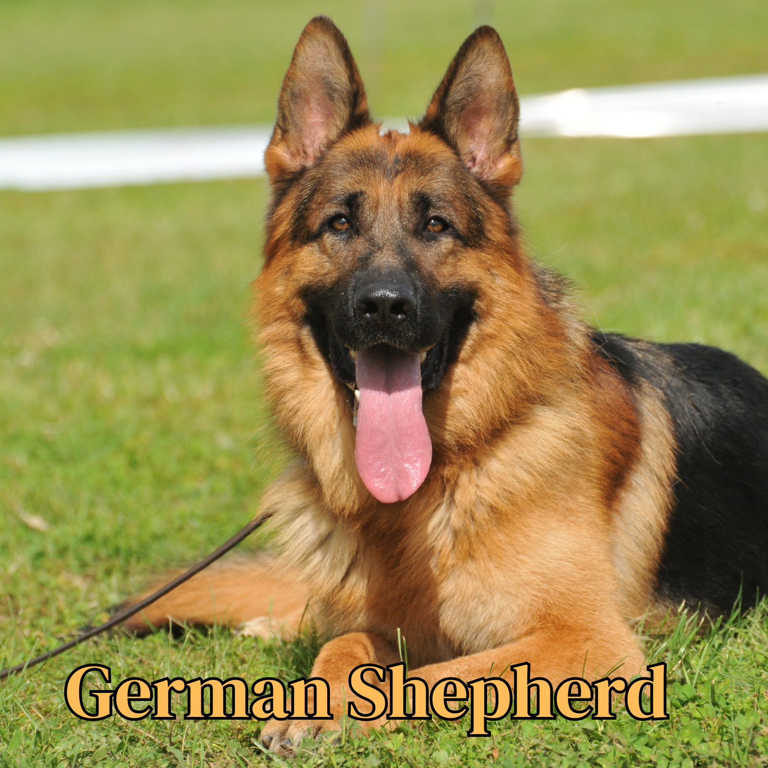 German Shepherd
