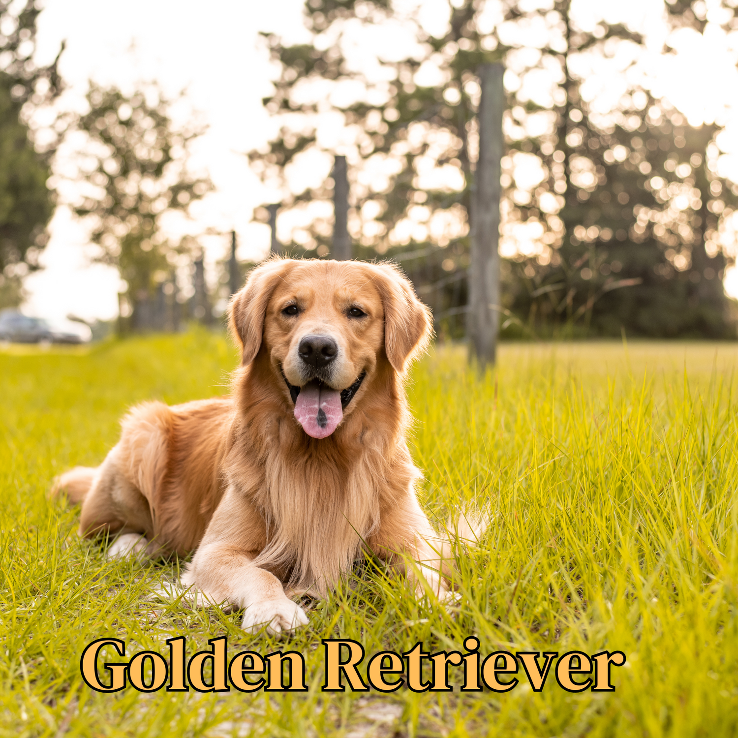 Golden Retriever