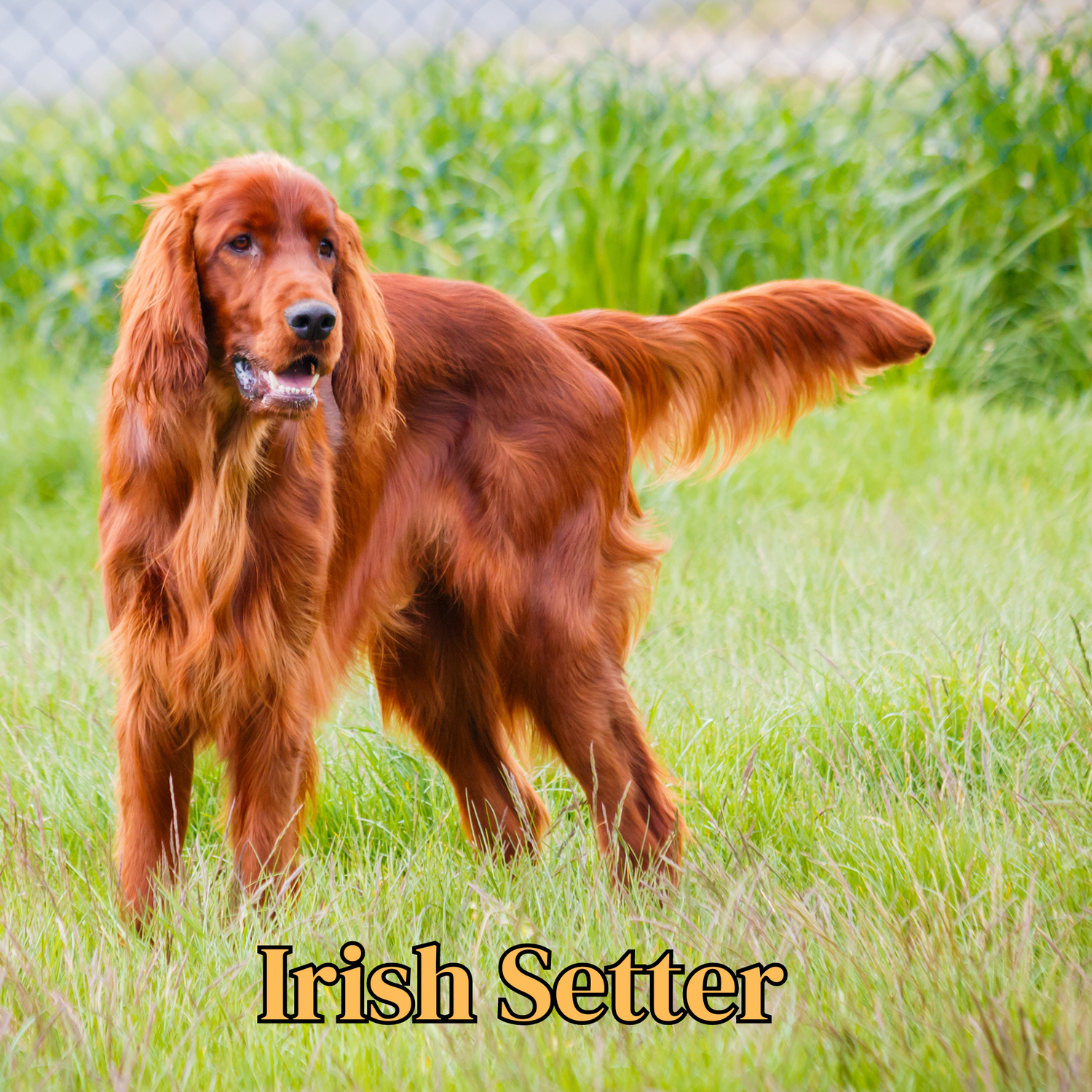 Irish Setter