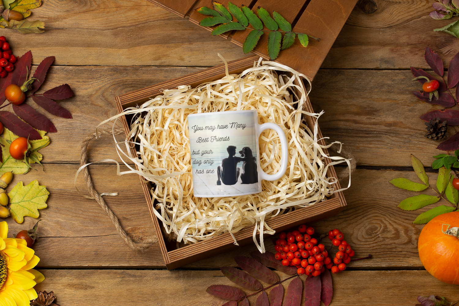 Other - No Specific Breed