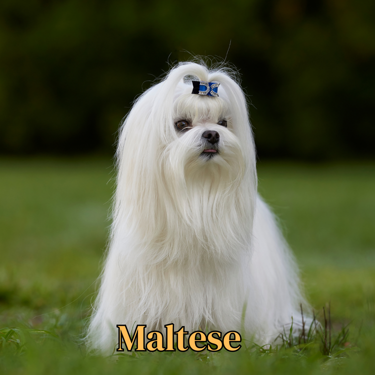 Maltese