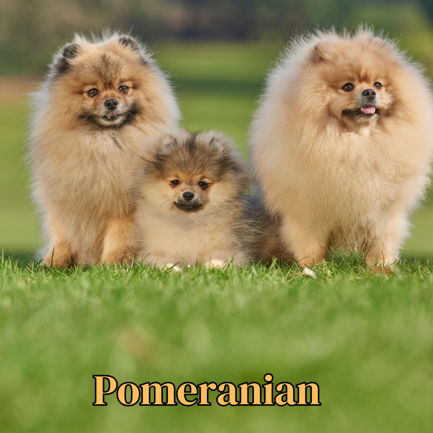 Pomeranian