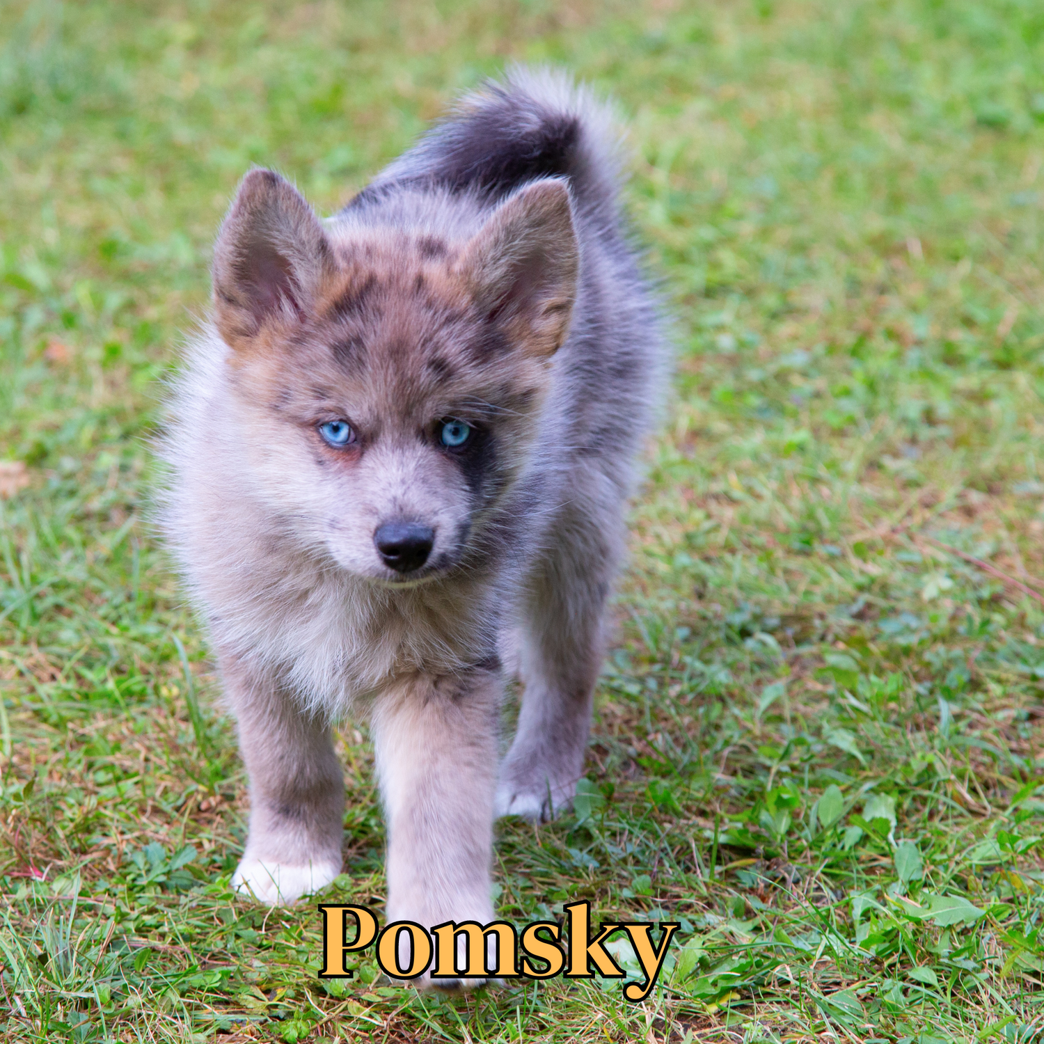 Pomsky
