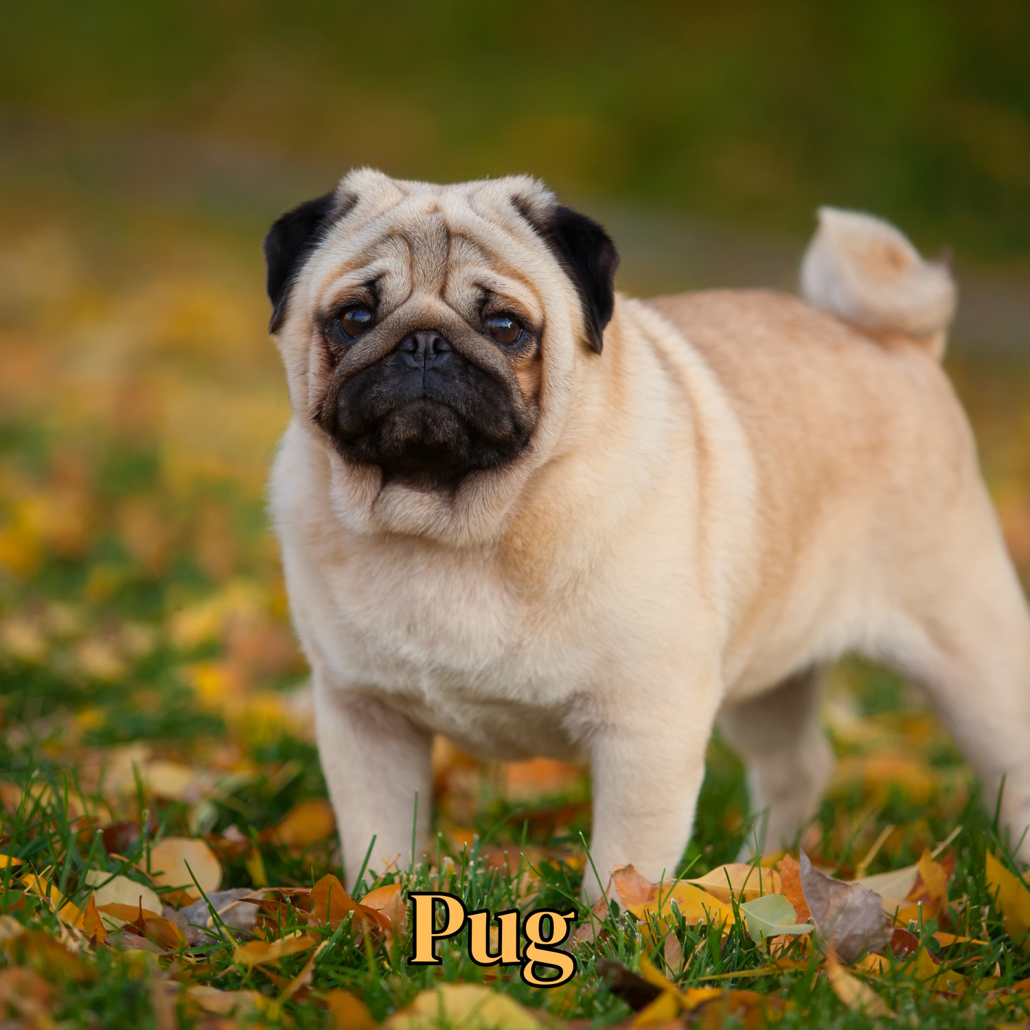 Pug