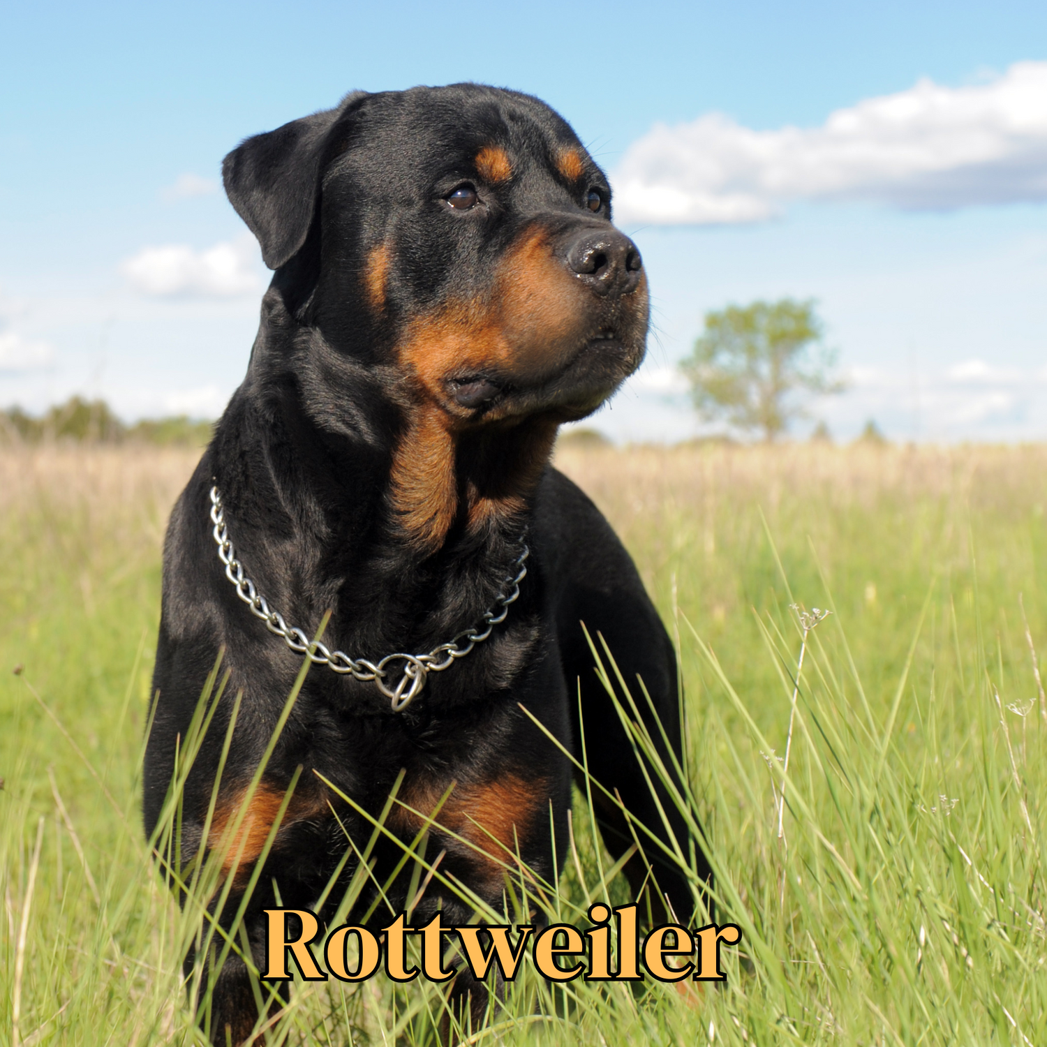 Rottweiler